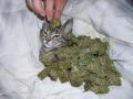 Animals/Insects Cat marihuana